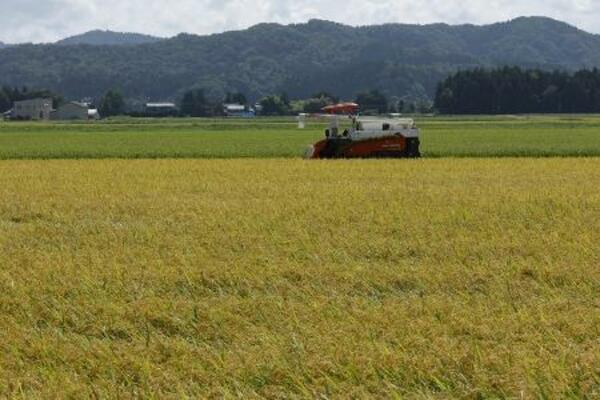 収穫期を迎えたコメ=8月、新潟県三条市