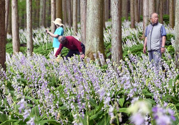 山林を薄紫色に彩るナツエビネ＝６日午前11時50分、塩谷町船生