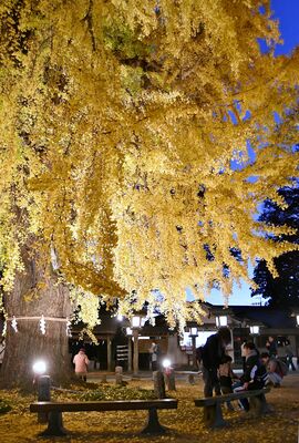 ライトアップ中の大イチョウ