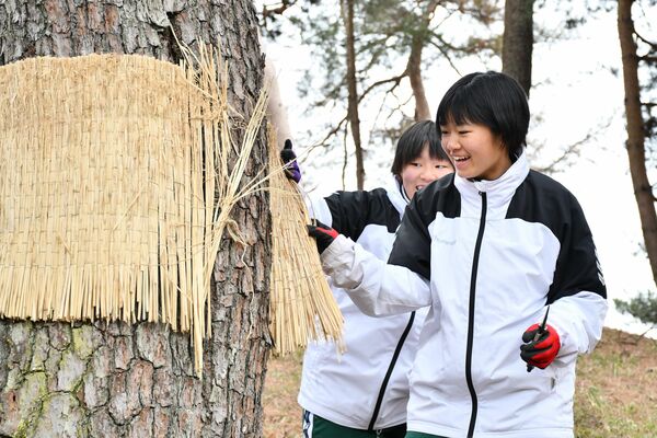 松の木に巻き付けられたこもを外す子どもたち