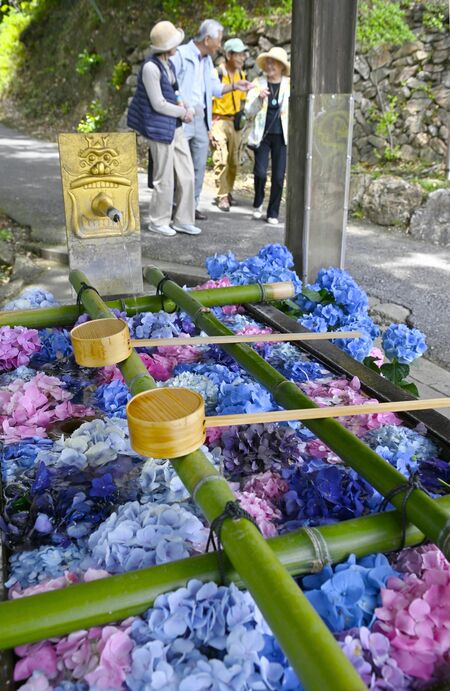 色鮮やかなアジサイが浮かぶ花手水＝６日午後０時５分、佐野市富士町