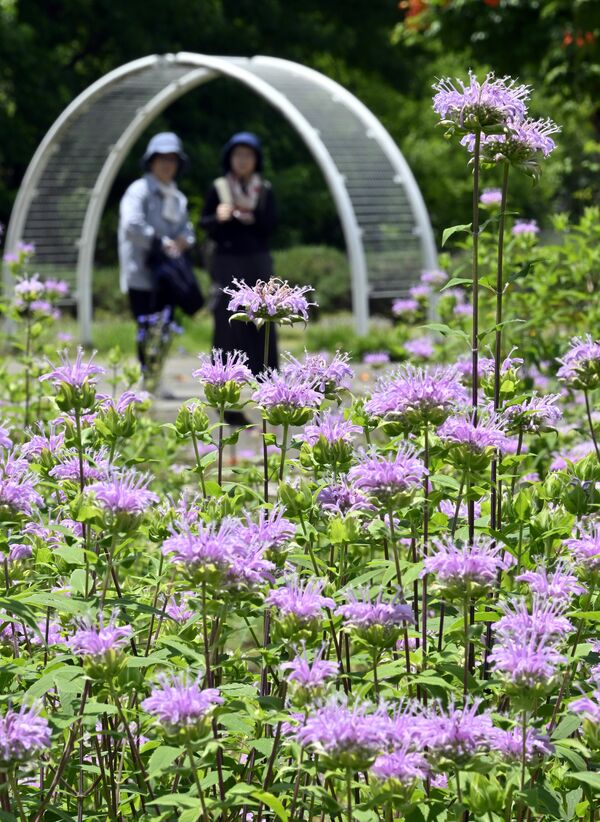 園内を彩るベルガモットの花=23日午前11時30分、佐野市黒袴町