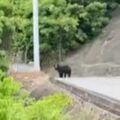 宇都宮のクマ、西川田町へと南下か 富士見が丘→県庁近く→明保野