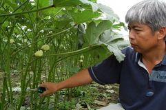夏野菜の代名詞・オクラ　独特の粘りで夏バテ解消