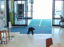 子グマ、自動ドア2カ所通過