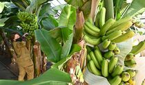 益子でバナナ生産