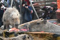 リンゴ湯にカピバラ　那須