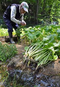 ワサビの収穫が最盛期　日光