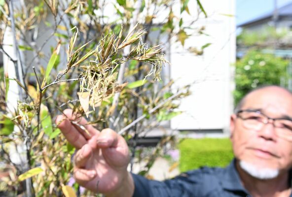 伊藤さん方の庭先で咲いたクロチクの花