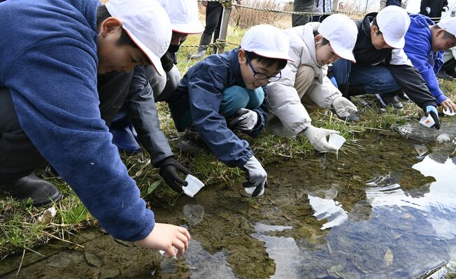ホタルの幼虫を放流する児童ら