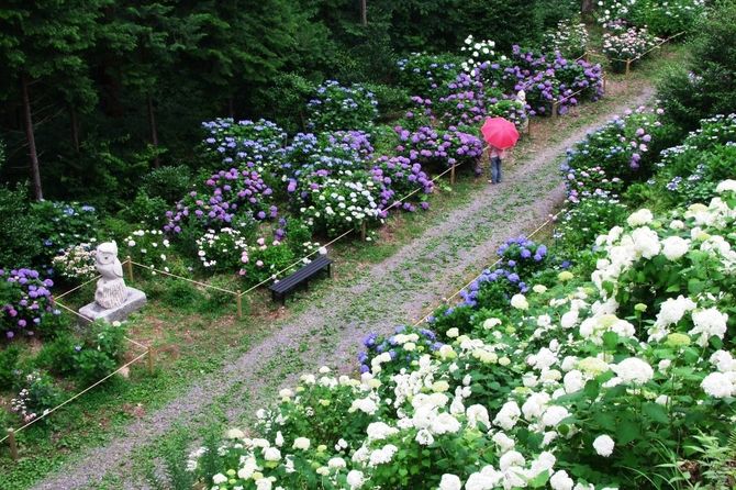那珂川町矢又1948　例年の見ごろ／6月下旬～7月中旬　見られる花／アジサイ