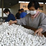 「良質な繭できた」　那須塩原で春蚕出荷　農家４軒、群馬へ830キロ
