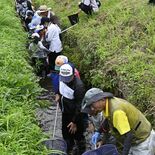 田んぼのまわりで生き物調査　日光　小学生の親子ら50人が参加