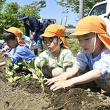 サツマイモ大きく育って　塩谷　園児30人が苗植え体験
