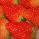 栃木県と市町、ふるさと納税で共通返礼品 コメ、イチゴ、和牛… 10月か…