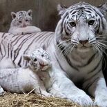 10月誕生ホワイトタイガー次回公開は23、24日予定　宇都宮動物園