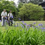 皇室ゆかりの紫、梅雨彩る　ナスヒオウギアヤメが見頃　日光田母沢御用邸記念公園