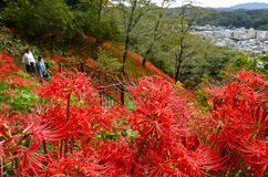 城跡の斜面赤く　茂木・城山公園でヒガンバナ見頃【動画】