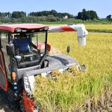 栃木県開発の酒米「夢ささら」収穫始まる　品質よし「おいしい日本酒に」　