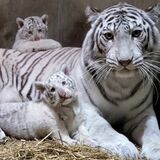 10月誕生ホワイトタイガー次回公開は23、24日予定　宇都宮動物園