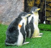 ペンギンのひな2羽公開 那須どうぶつ王国
