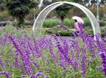 アメシストセージ見頃　佐野