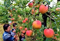 鹿沼でリンゴ収穫