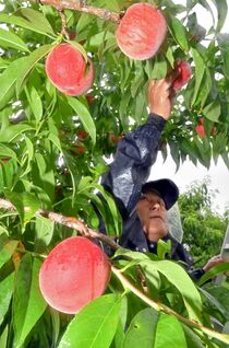 桃の収穫始まる　佐野