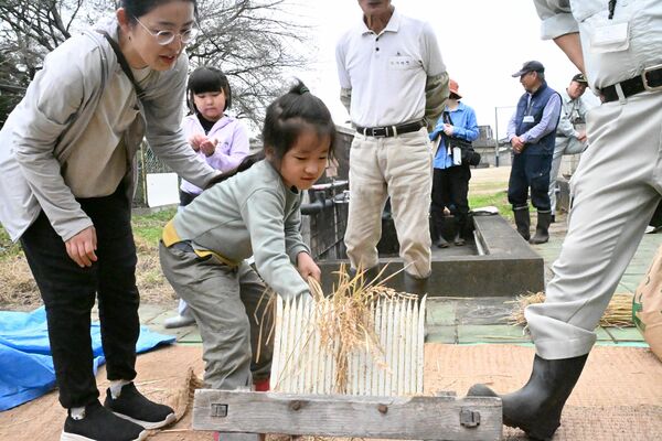 脱穀の作業を体験する子どもたち