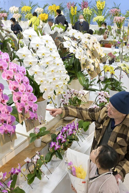 華やかな洋ランに見入る来場者＝７日午前10時30分、宇都宮市今泉町