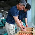 味にこだわり甘さ十分　本年度産トマト初出荷　ＪＡしもつけ