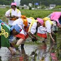 日光・森友瀧尾神社で「御田植祭」　豊作願い神田に田植え