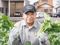 ＜235＞伝統の春野菜 手間惜しまず栽培　ＪＡ佐野の「かき菜」