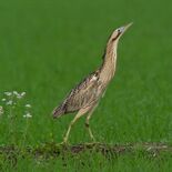 栃木県で絶滅危惧種のサンカノゴイ確認　日本野鳥の会調査　全国でもわずか…