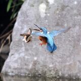 第28回下野新聞紙上写真コンテストー選外佳作ー