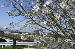 季節外れの思川桜満開