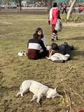 インドの野良犬、措置後に解放へ