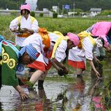 日光・森友瀧尾神社で「御田植祭」 豊作願い神田に田植え