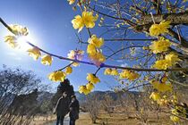 鹿沼でロウバイ見頃