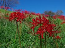 益子でヒガンバナが見頃