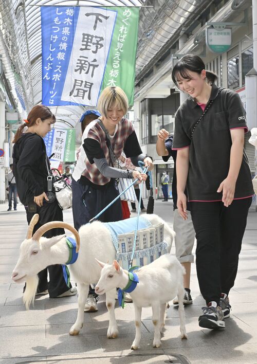 オリオン通りで行われたCM撮影に臨むヤギ=7月下旬、宇都宮市江野町