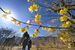 黄色い花が青空に映えるロウバイ＝１７日午前１１時２５分、鹿沼市上永野