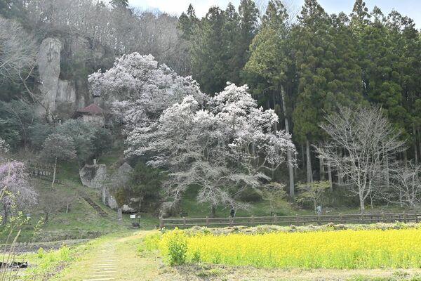 那須町・堂の下岩観音はほぼ満開＝７日午後