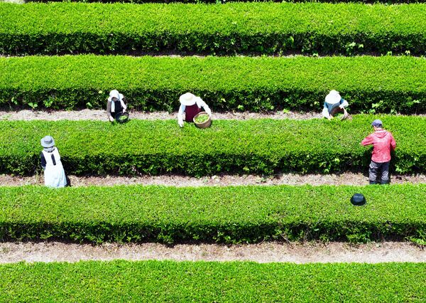 青々と育った茶畑で始まった新茶の摘み取り作業＝12日午前11時25分、那珂川町矢又、ドローンから、広瀬華撮影