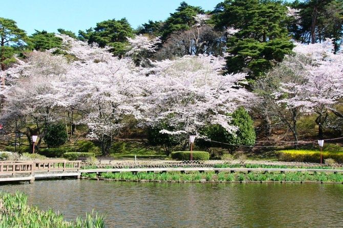 那須塩原市三区町636 例年の見ごろ/4月上旬~下旬 見られる花/サクラ