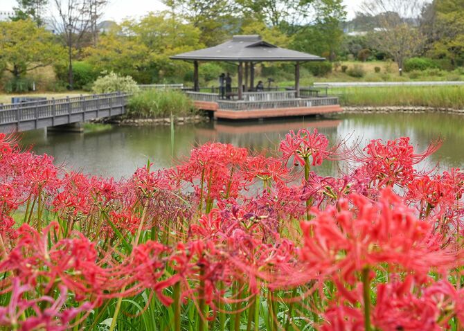 「みかも万葉庭園」を彩るヒガンバナ=10月3日撮影