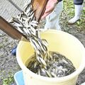 ホンモロコ、今年の出来「かなり良い」　那珂川の養殖池で水揚げ進む