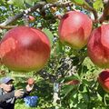 矢板のリンゴ、今年の出来は「ここ20年でトップクラス」　収穫最盛期迎える