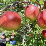 矢板のリンゴ、今年の出来は「ここ20年でトップクラス」 収穫最盛期迎える