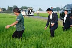 【独自】田植え不要のコメ栽培支援、政府